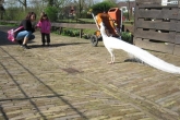 April 2011 kinderboerderij Nieuwegein